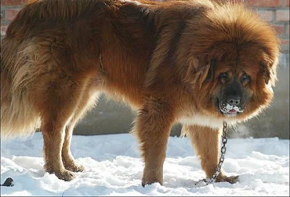 シベリアンマスティフ