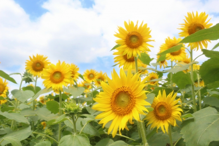社会人は夏休みが無い？ノー！社会人というだけで「毎日が夏休み」です！